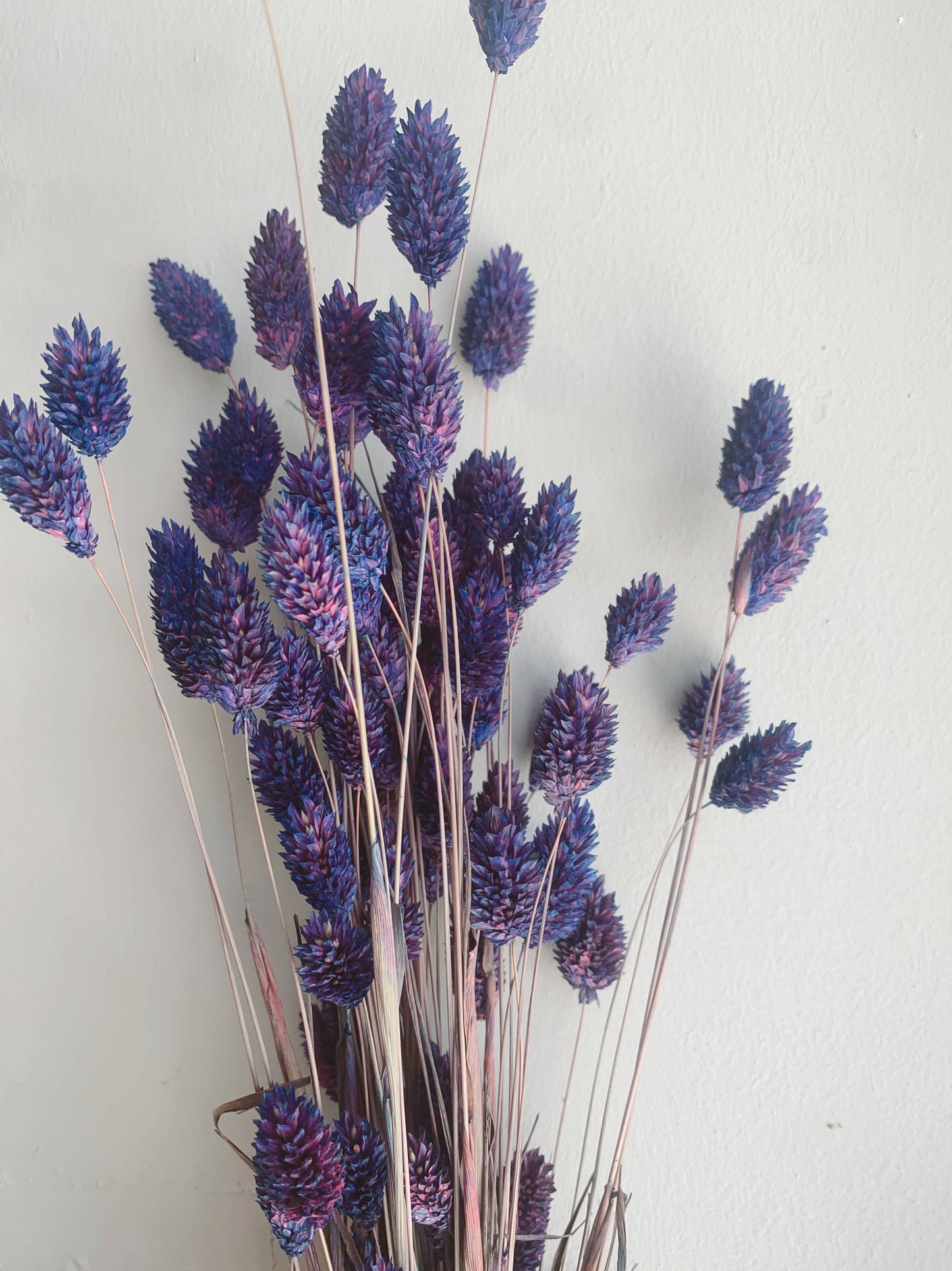 Phalaris Purple Dried Flowers