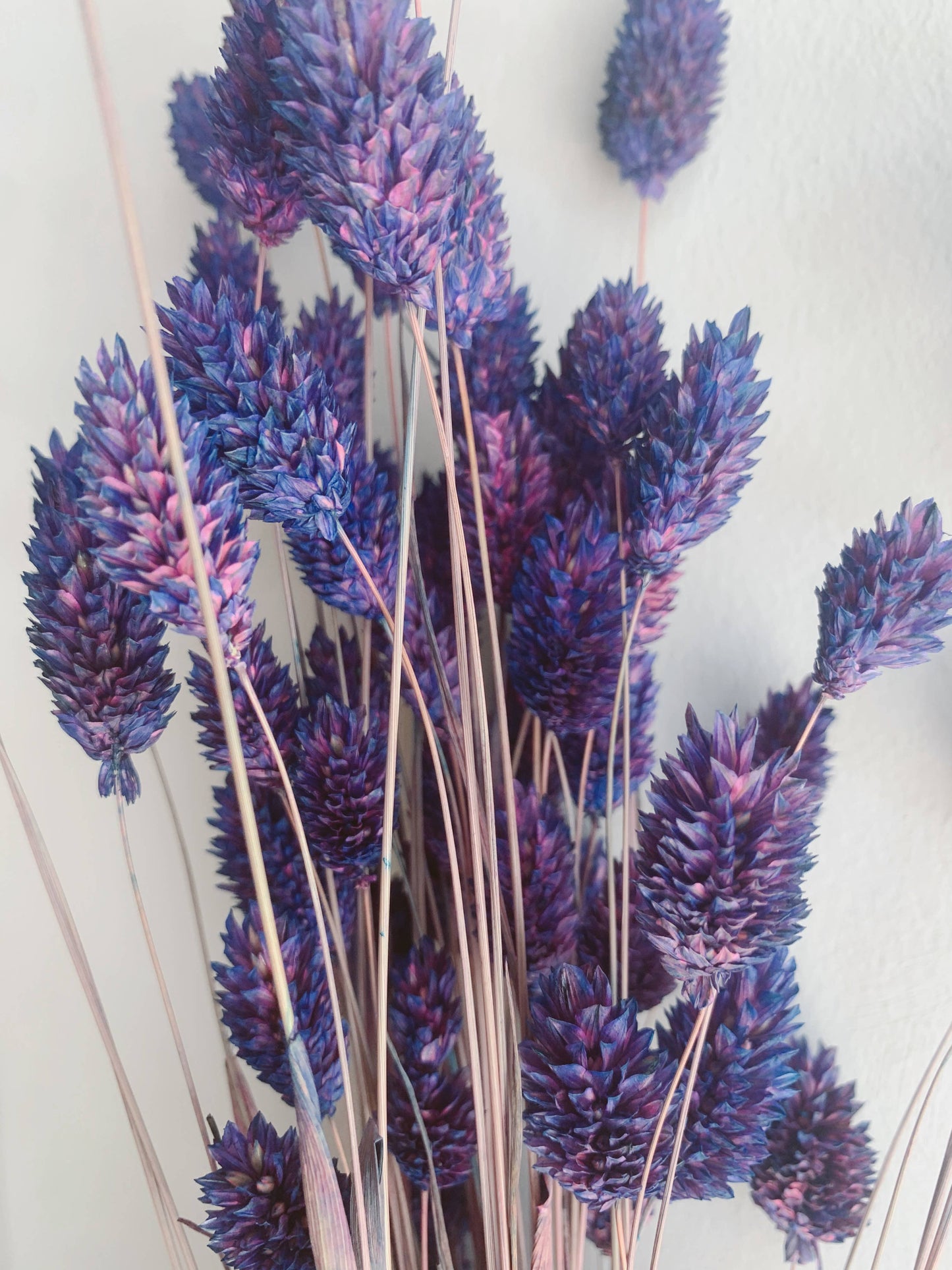 Phalaris Purple Dried Flowers