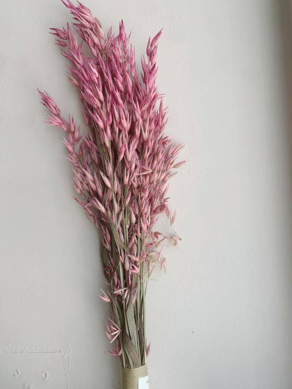 Avena Pink Dried Flowers