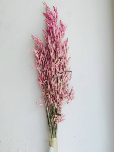 Avena Pink Dried Flowers