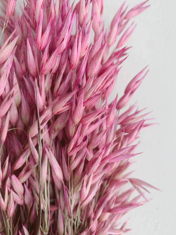 Avena Pink Dried Flowers